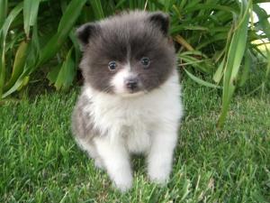 PatchesthePom